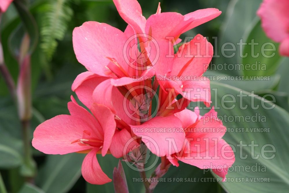 Canna Mrs Pierre du Pont (Canna Lily) 1