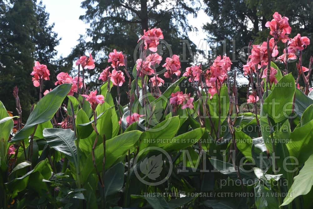 Canna Mrs Pierre du Pont (Canna Lily) 2