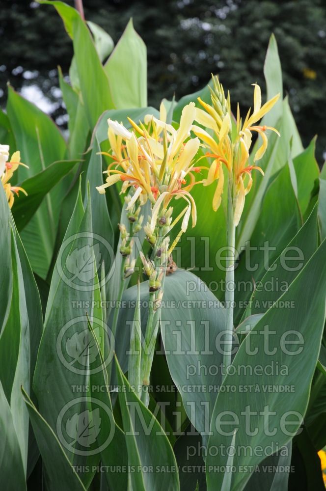 Canna Paton (Canna Lily) 2