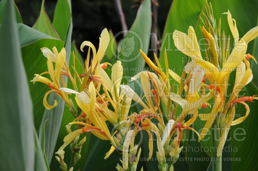 Canna Paton (Canna Lily) 1