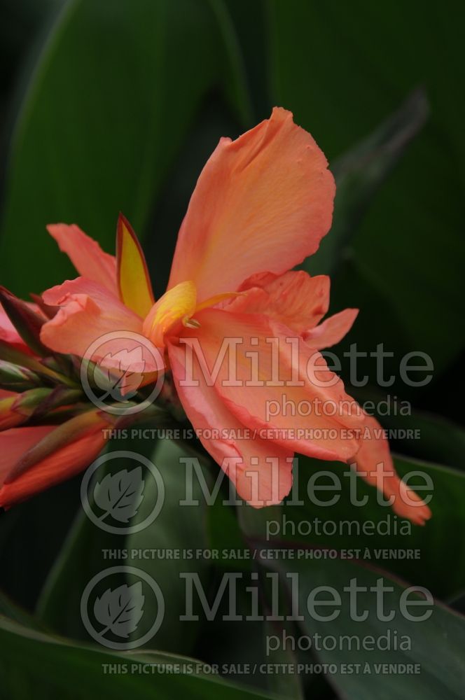 Canna Peach Sparkler (Canna Lily) 1