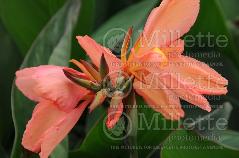 Canna Peach Sparkler (Canna Lily) 2