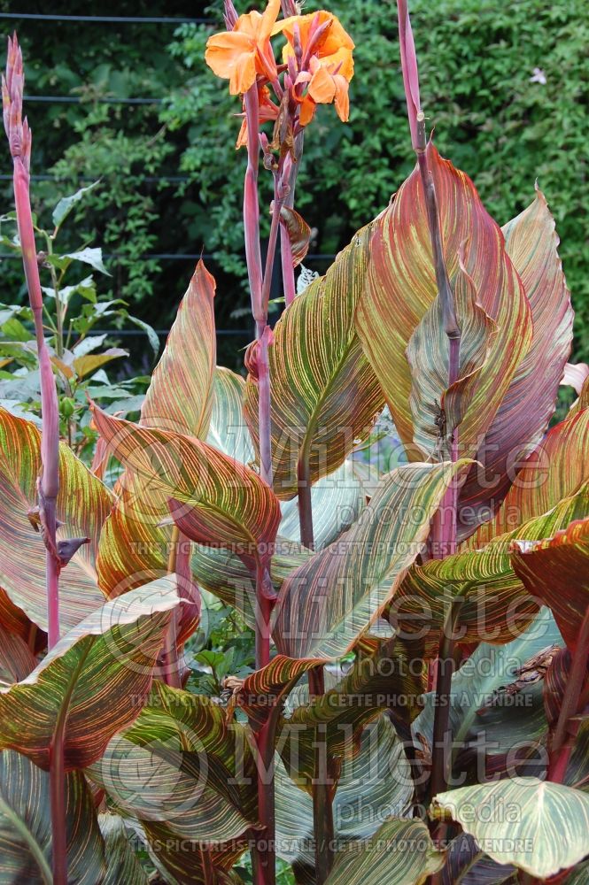 Canna Phasion aka Tropicanna (Canna Lily) 2 