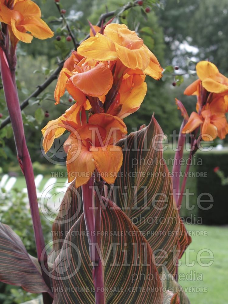 Canna Phasion aka Tropicanna (Canna Lily) 3 