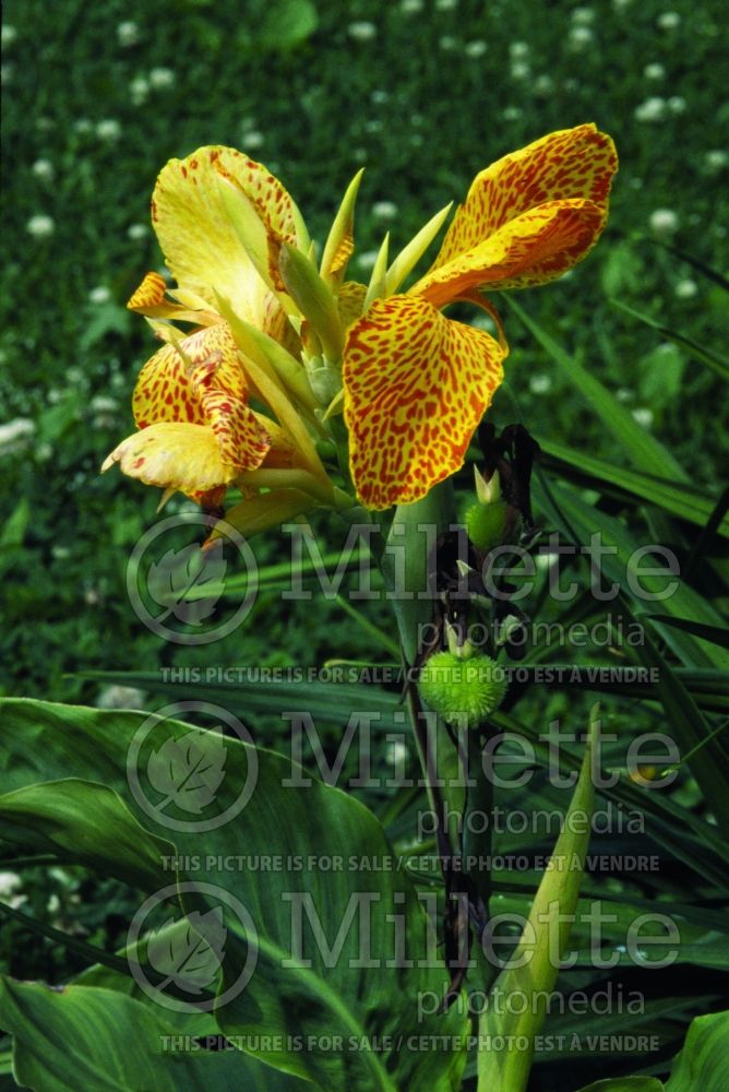 Canna Picasso (Canna Lily) 1