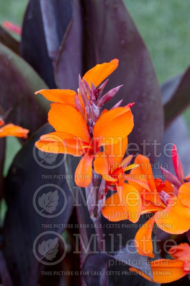 Canna Purple Haze (Canna Lily) 1