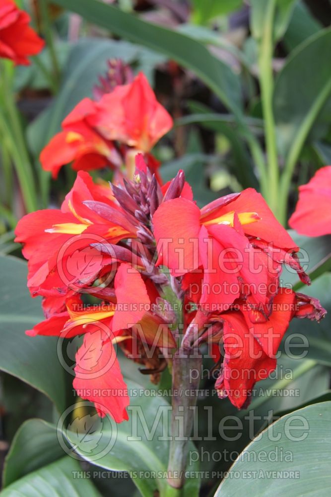 Canna Tropical Red (Canna Lily) 2 