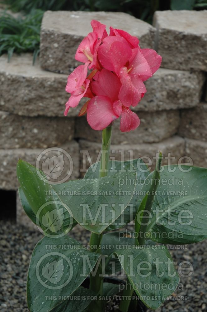 Canna Tropical Rose (Canna Lily) 1