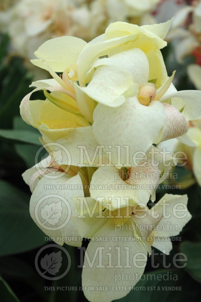 Canna Tropical White (Canna Lily) 1