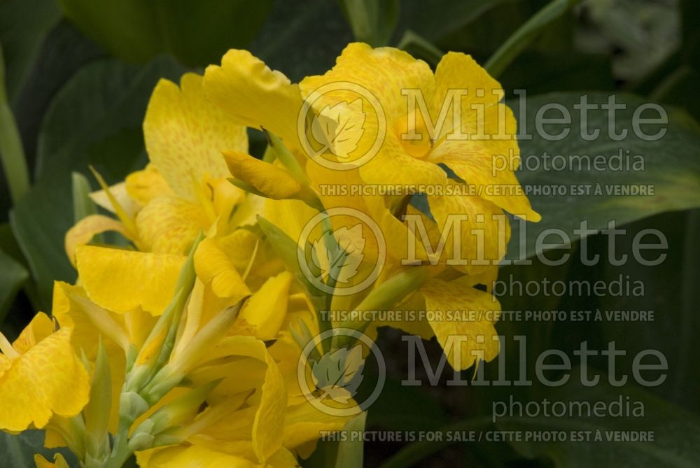 Canna Tropical Yellow (Canna Lily) 2