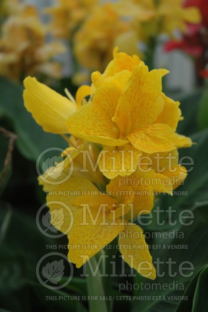 Canna Tropical Yellow (Canna Lily) 1