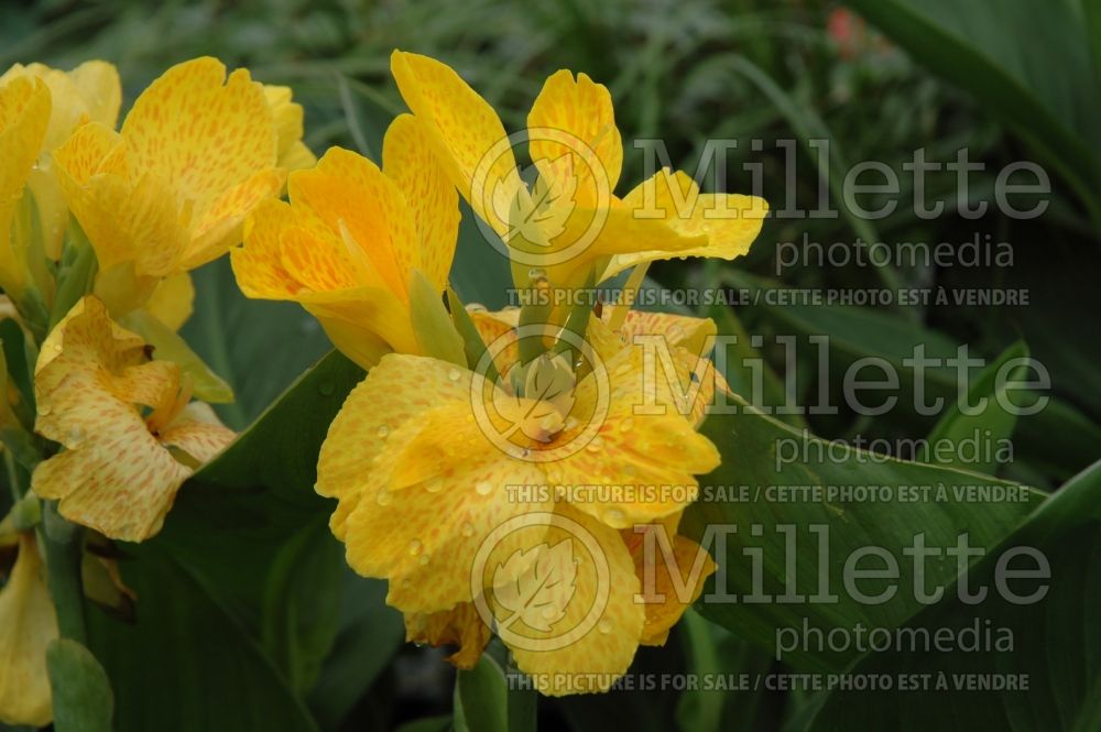 Canna Tropical Yellow (Canna Lily) 3