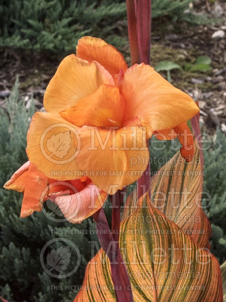 Canna Phasion aka Tropicanna (Canna Lily) 10