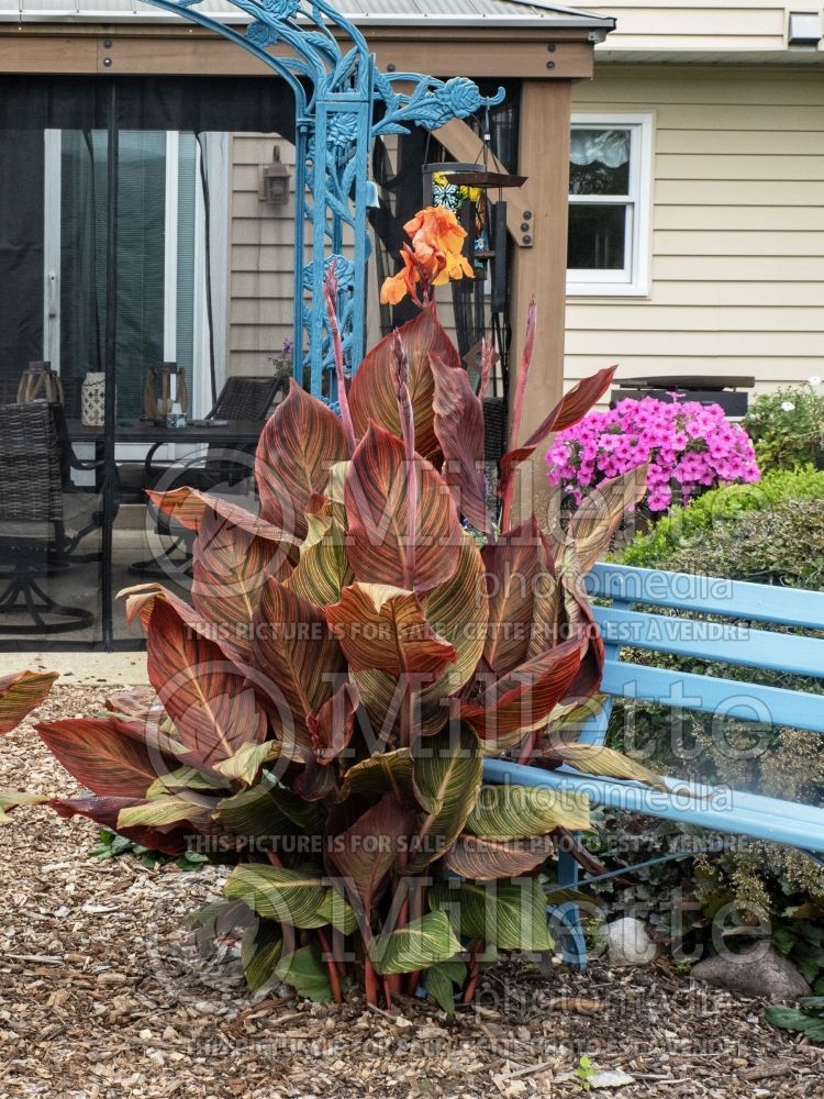 Canna Phasion aka Tropicanna (Canna Lily) 11