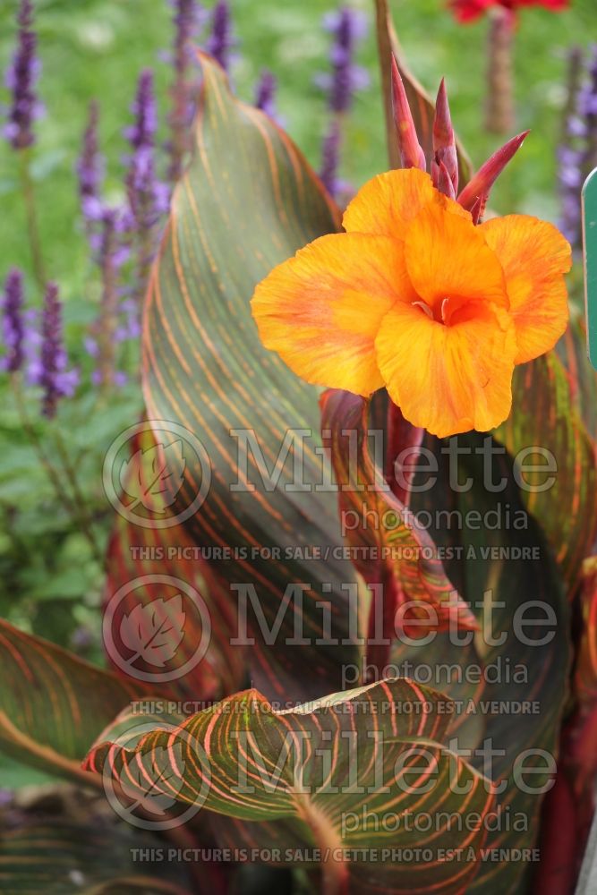 Canna Tropicanna Andaloucia (Canna Lily) 1 