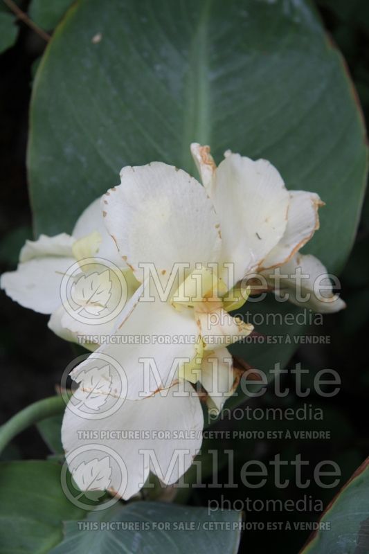 Canna Alaska (Canna Lily) 2 