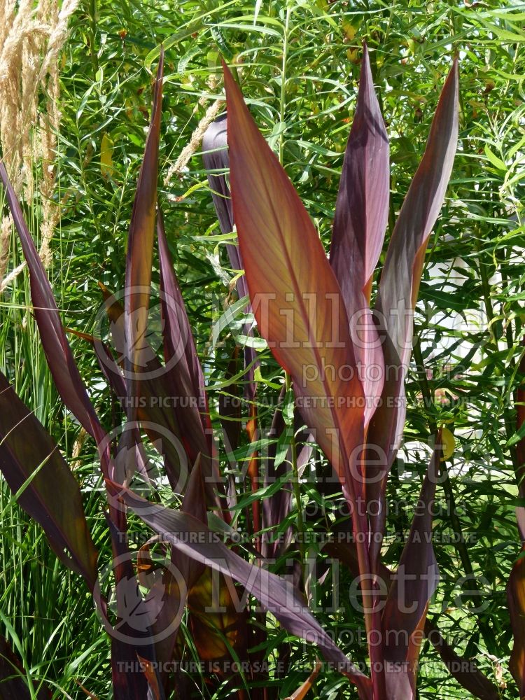 Canna Australia (Canna lily) 4 