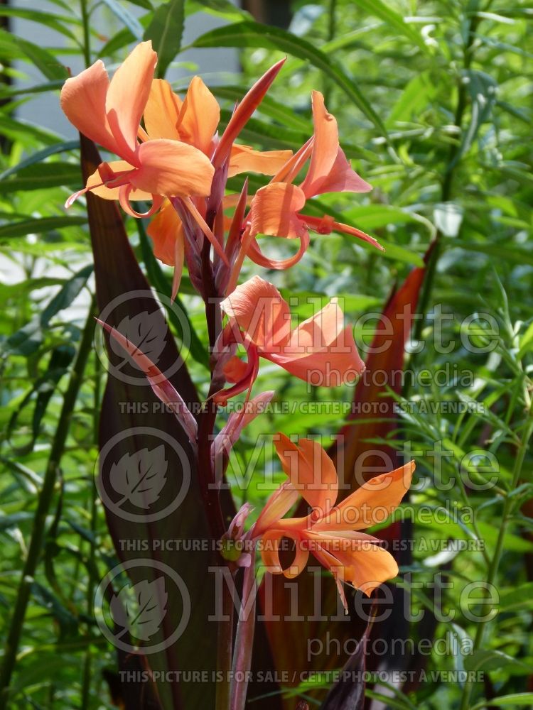 Canna Australia (Canna lily) 3 