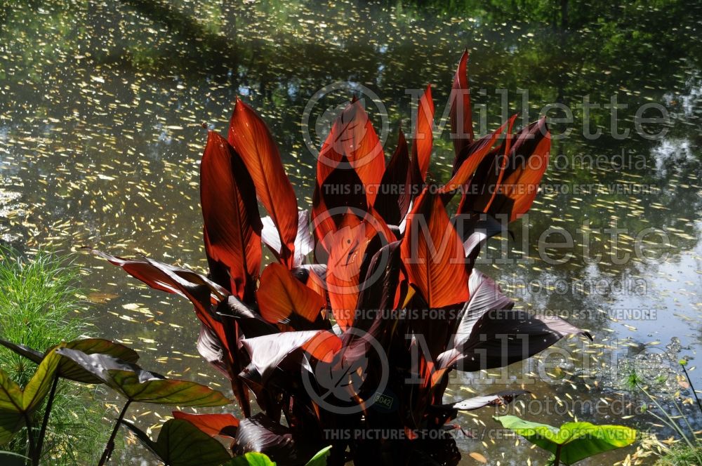 Canna Australia (Canna lily) 6 