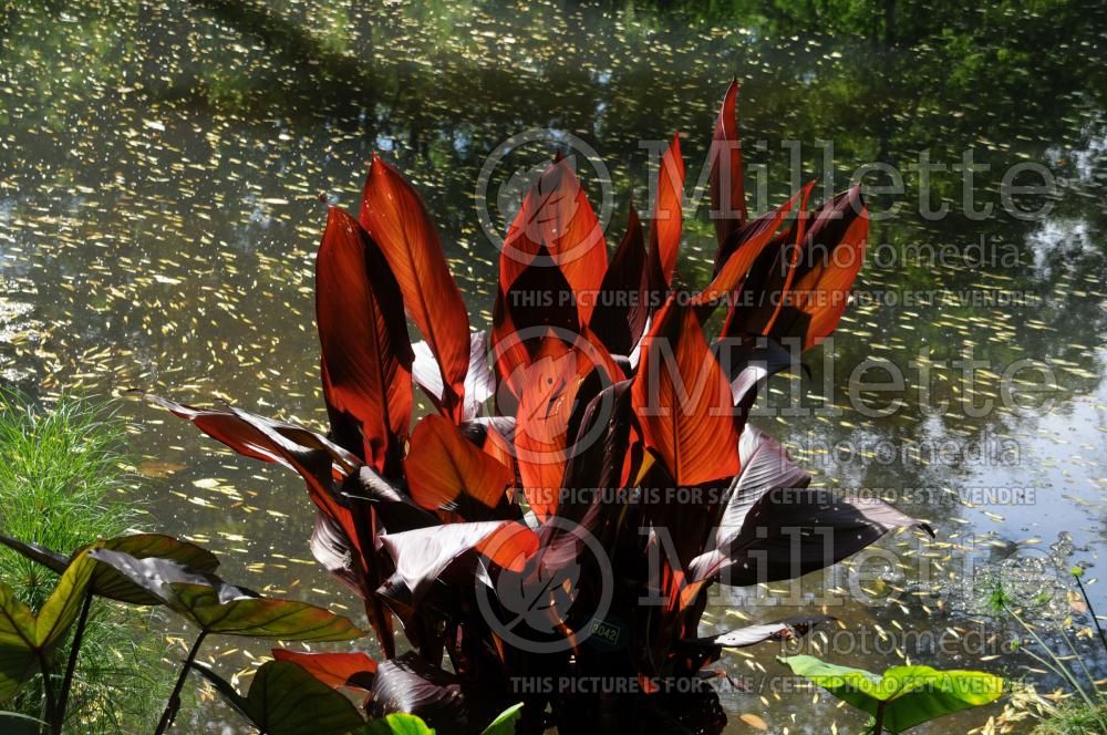 Canna Australia (Canna lily) 5 