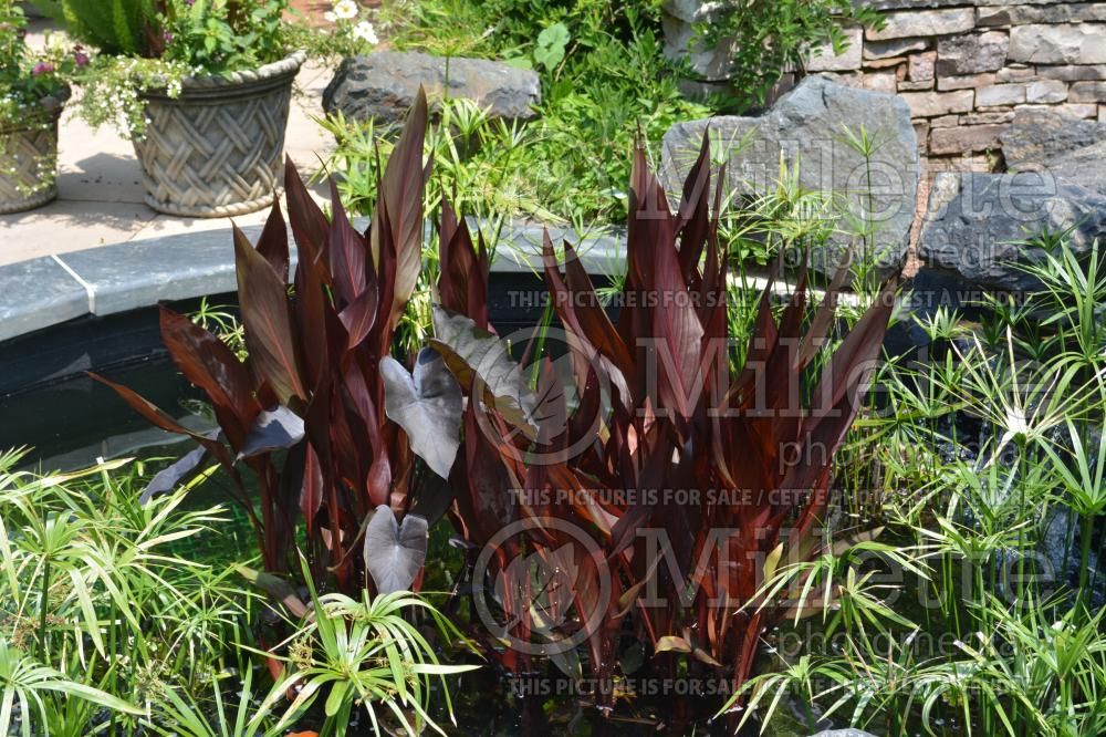 Canna Australia (Canna lily) 6 