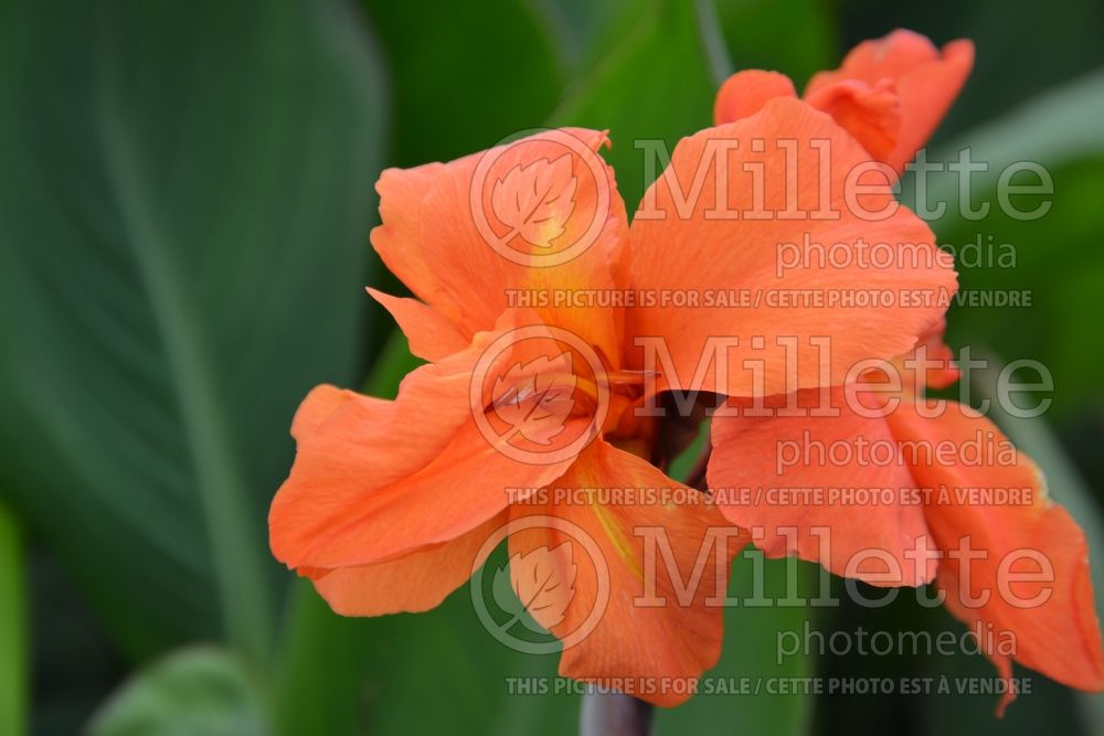 Canna Beauty Fruity (Canna Lily) 1 