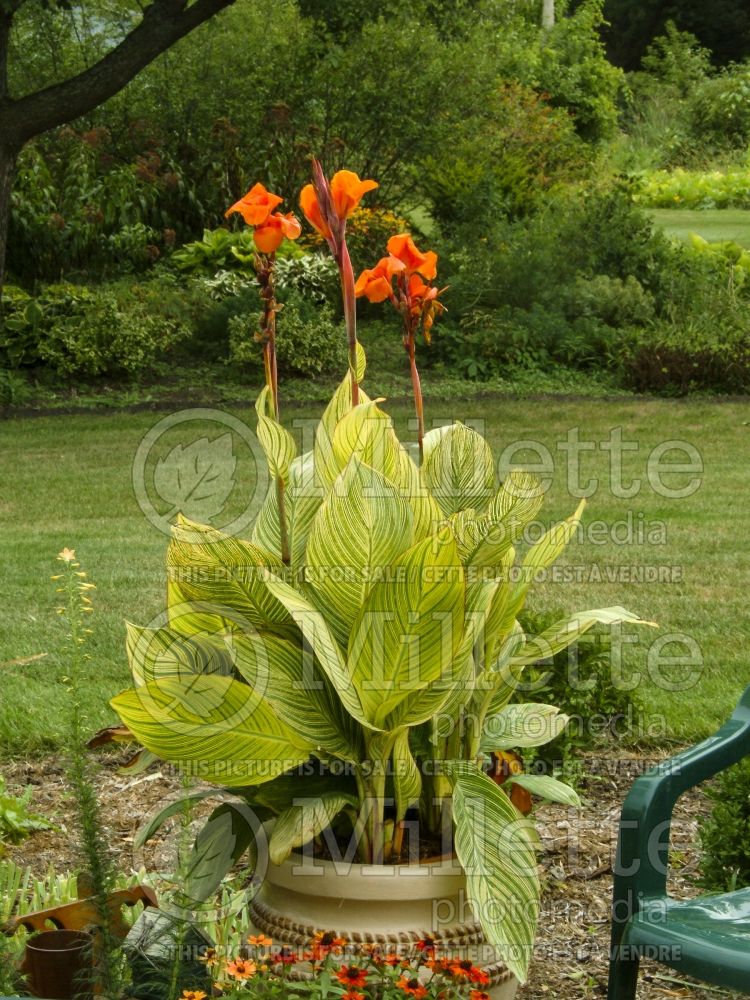 Bengal Tiger Lily