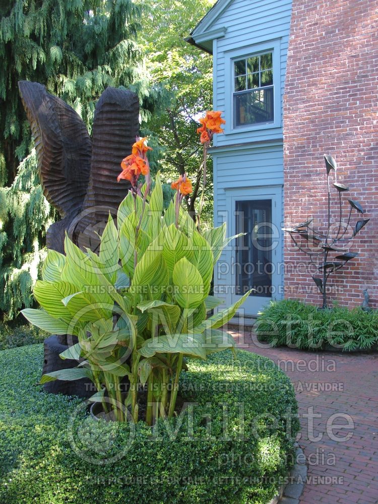 Canna Bengal Tiger aka Pretoria (Canna Lily) 19