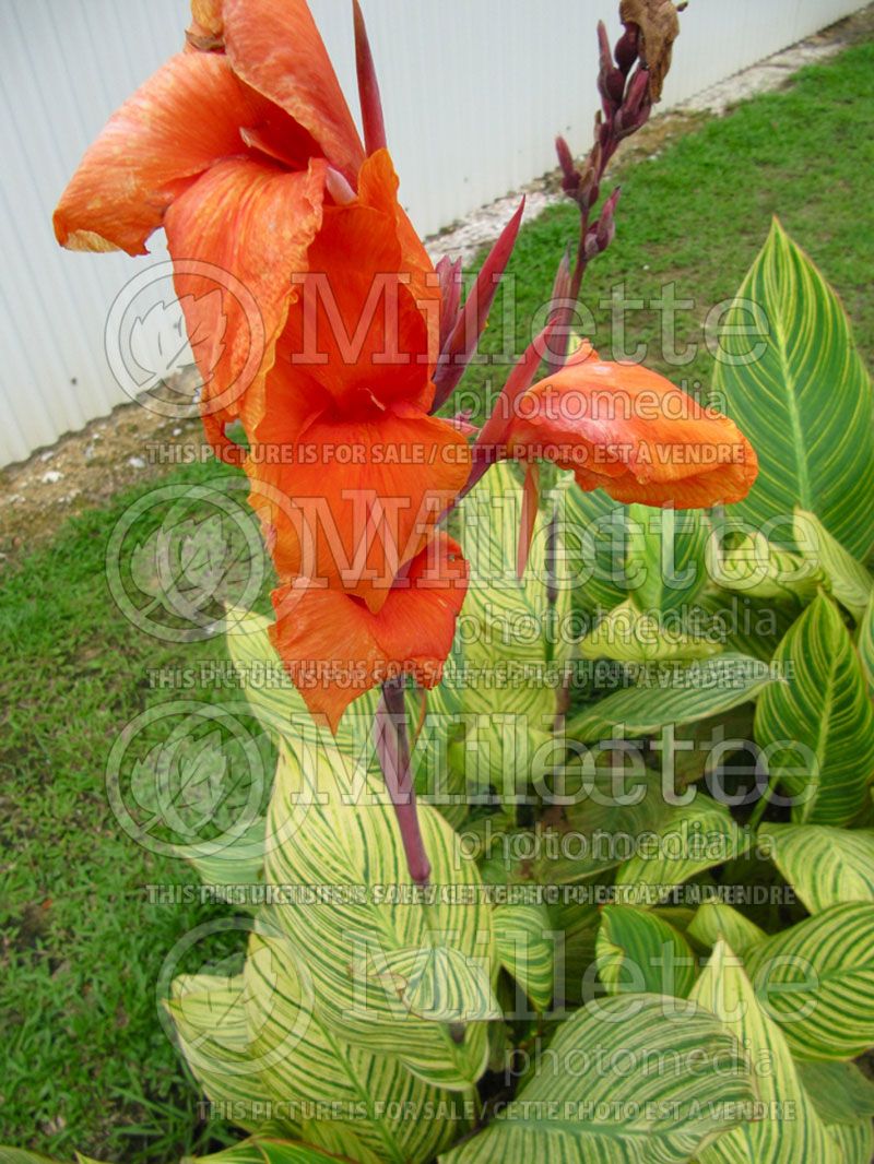 Canna Bengal Tiger aka Pretoria (Canna Lily)  3