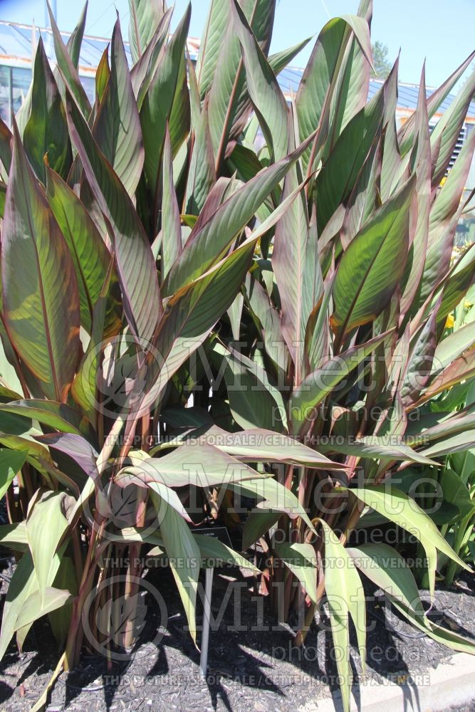 Canna Bird of Paradise (Canna Lily) 1 