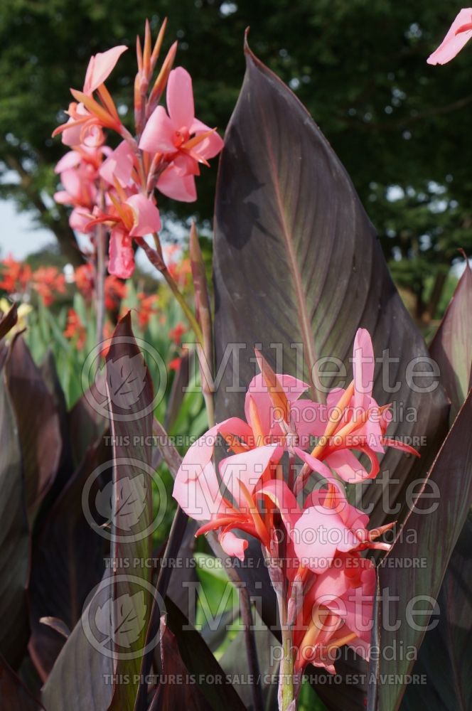 Canna Blueberry Sparkler (Canna Lily) 6 