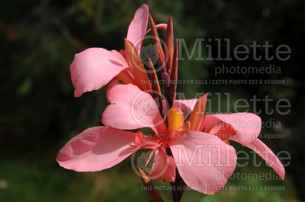 Canna Blueberry Sparkler (Canna Lily) 4 