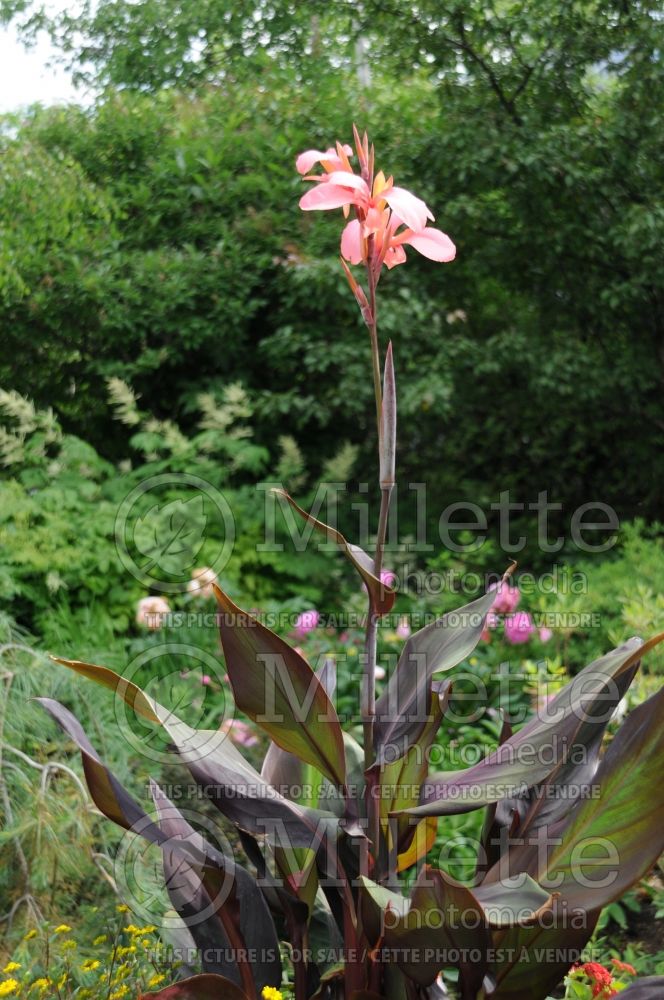 Canna Blueberry Sparkler (Canna Lily) 5 