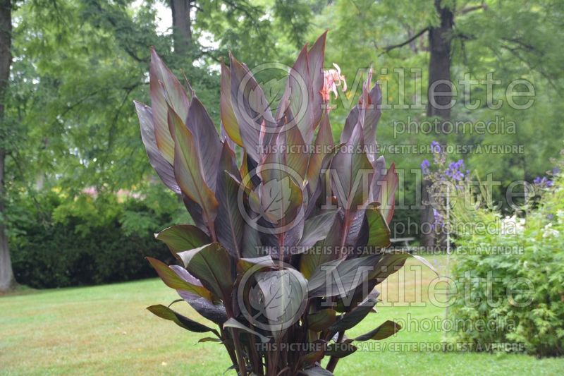 Canna Blueberry Sparkler (Canna Lily) 7 