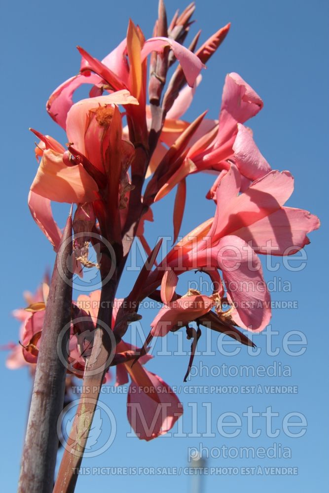 Canna Blueberry Sparkler (Canna Lily) 3 