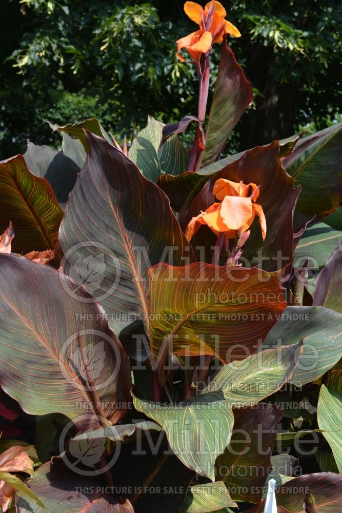 Canna B Marley or Bob Marley (Canna Lily) 1 