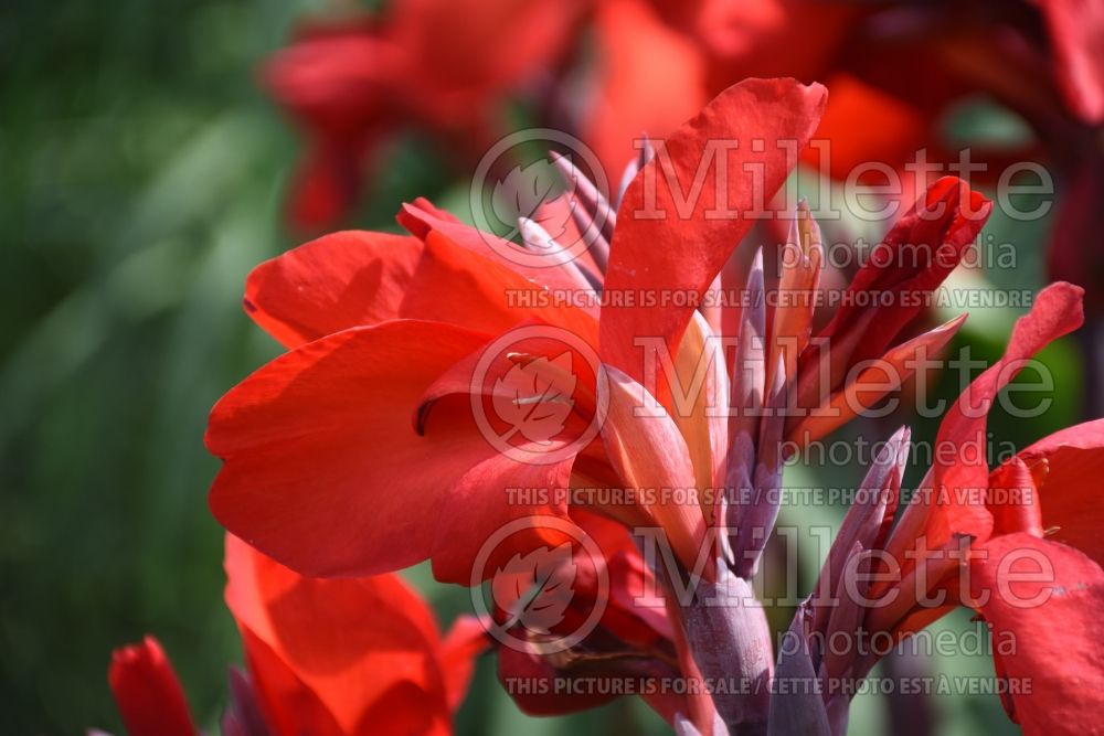 Canna Brandywine (Canna Lily) 1 