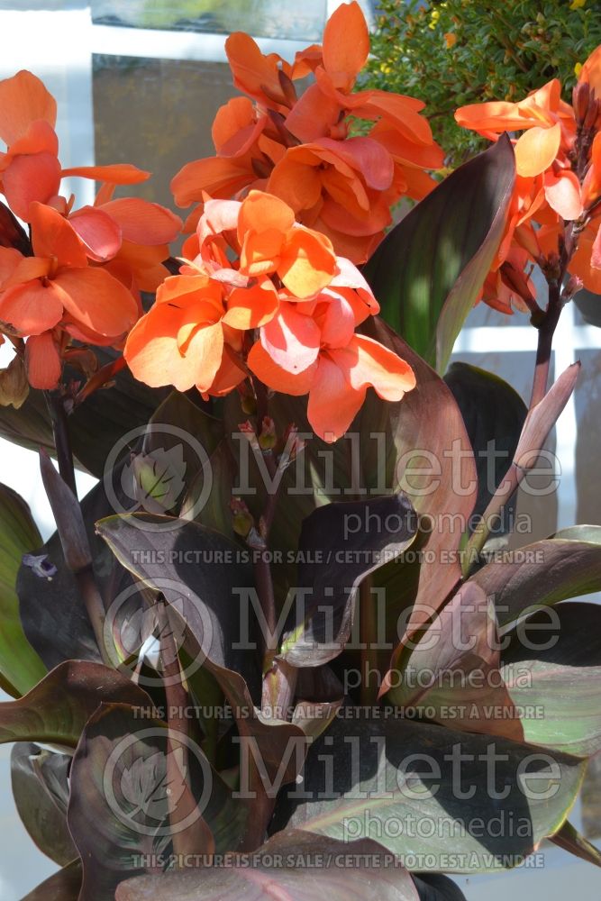 Canna CannaSol Happy Wilma (Canna Lily) 2 