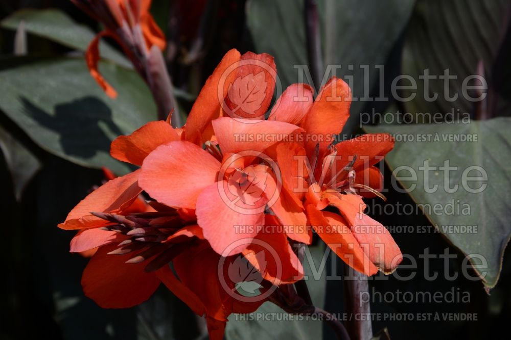 Canna Cannova Bronze Orange (Canna Lily) 2 