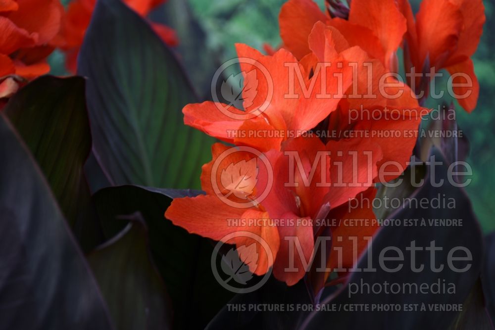 Canna Cannova Bronze Orange (Canna Lily) 5 