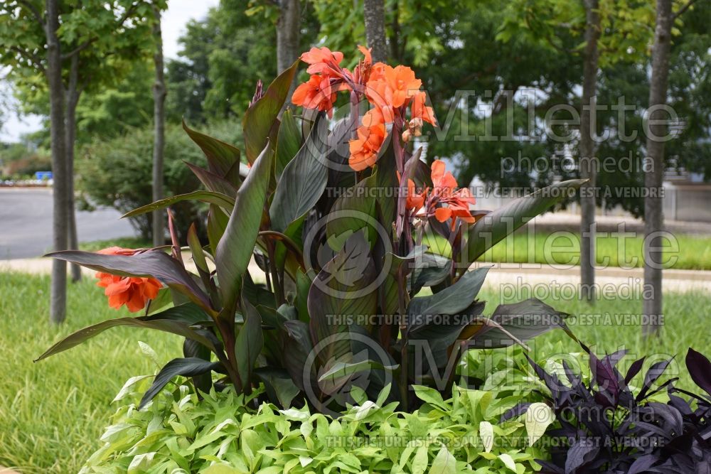 Canna Cannova Bronze Orange (Canna Lily) 6 