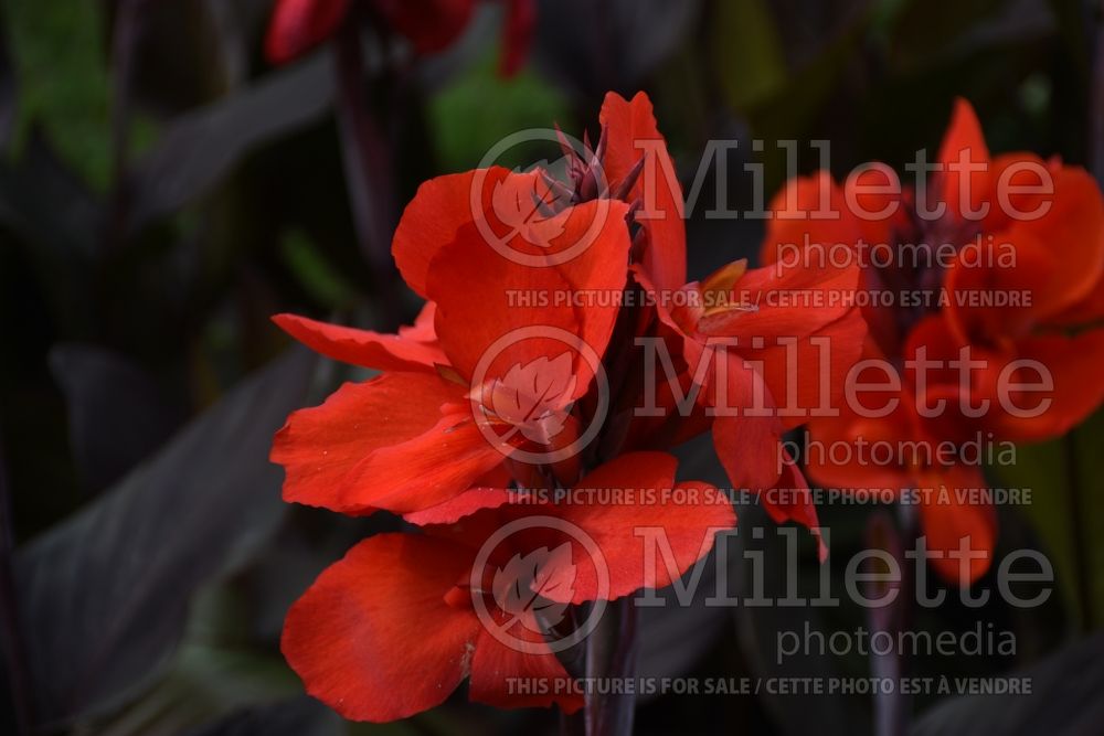 Canna Cannova Bronze Scarlet (Canna Lily) 2 