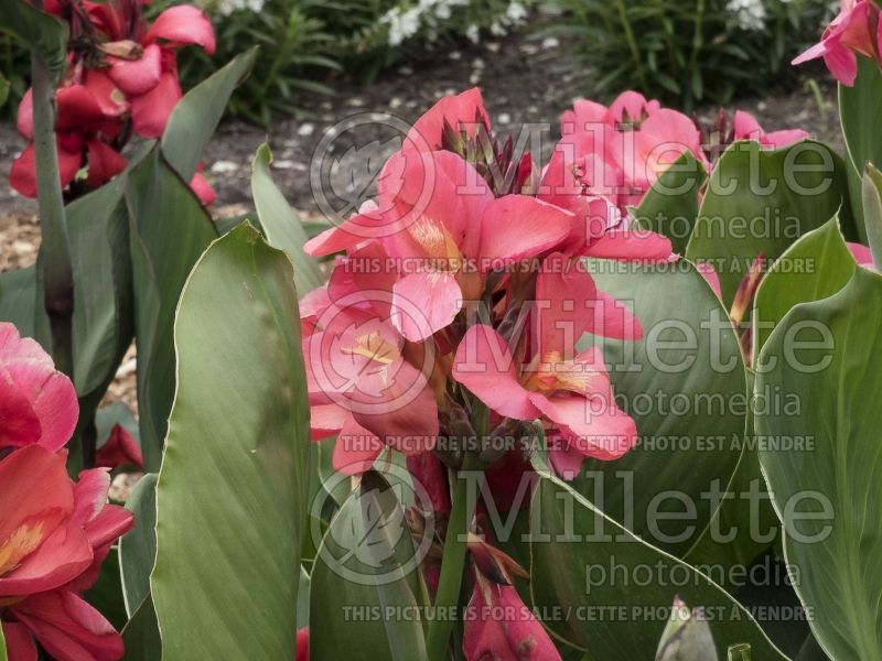 Canna Cannova Rose (Canna Lily) 4 