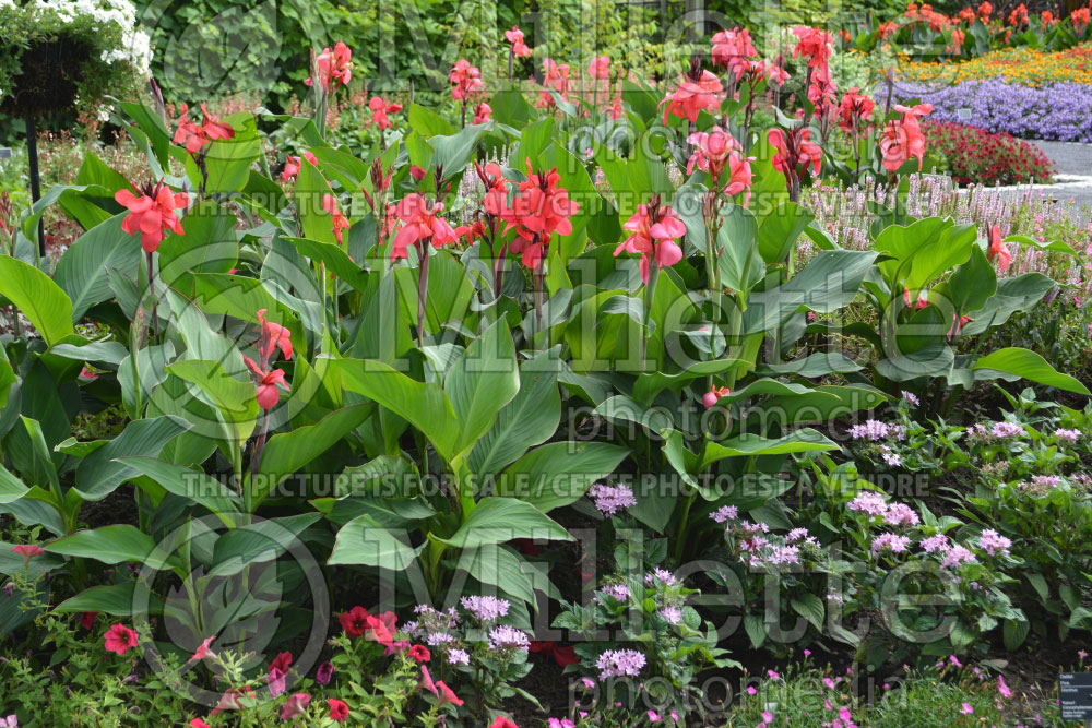 Canna Cannova Rose (Canna Lily) 1 