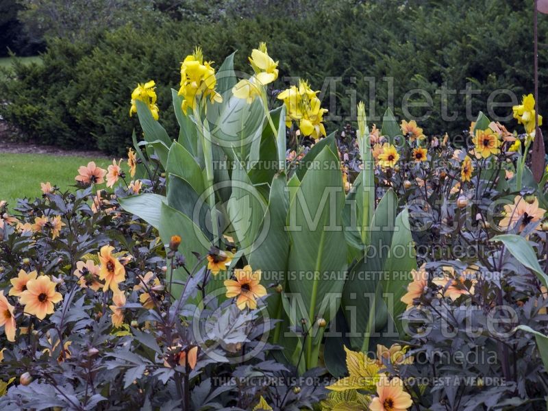 Canna Cannova Yellow (Canna Lily) 2 