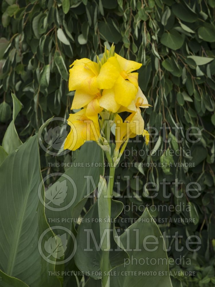 Canna Cannova Yellow (Canna Lily) 1 