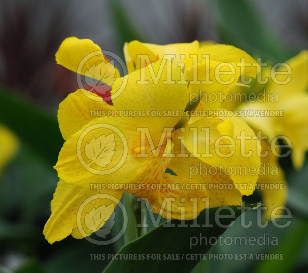 Canna Cannova Yellow (Canna Lily) 4 