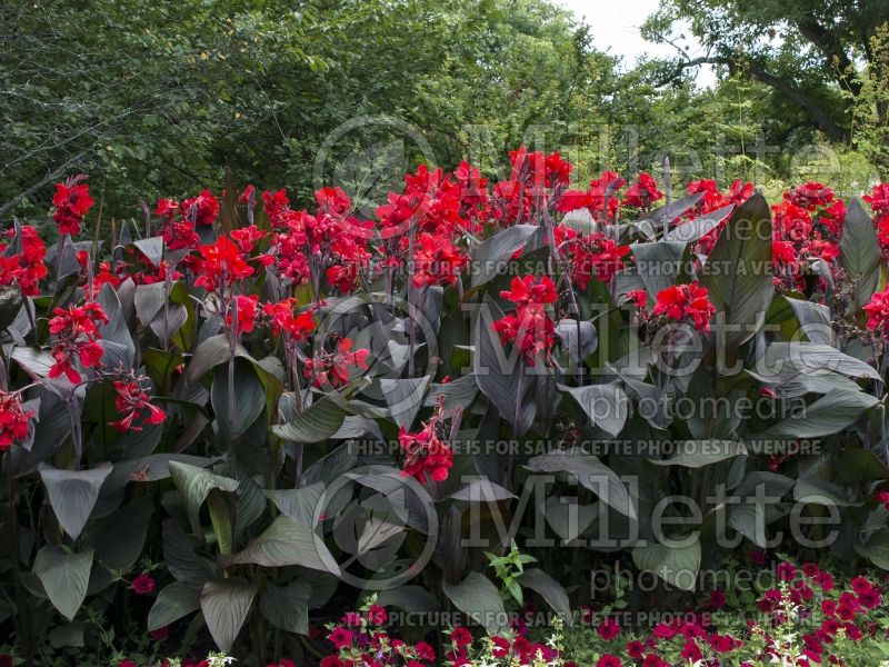 Canna Cannova Bronze Scarlet (Canna Lily) 8 