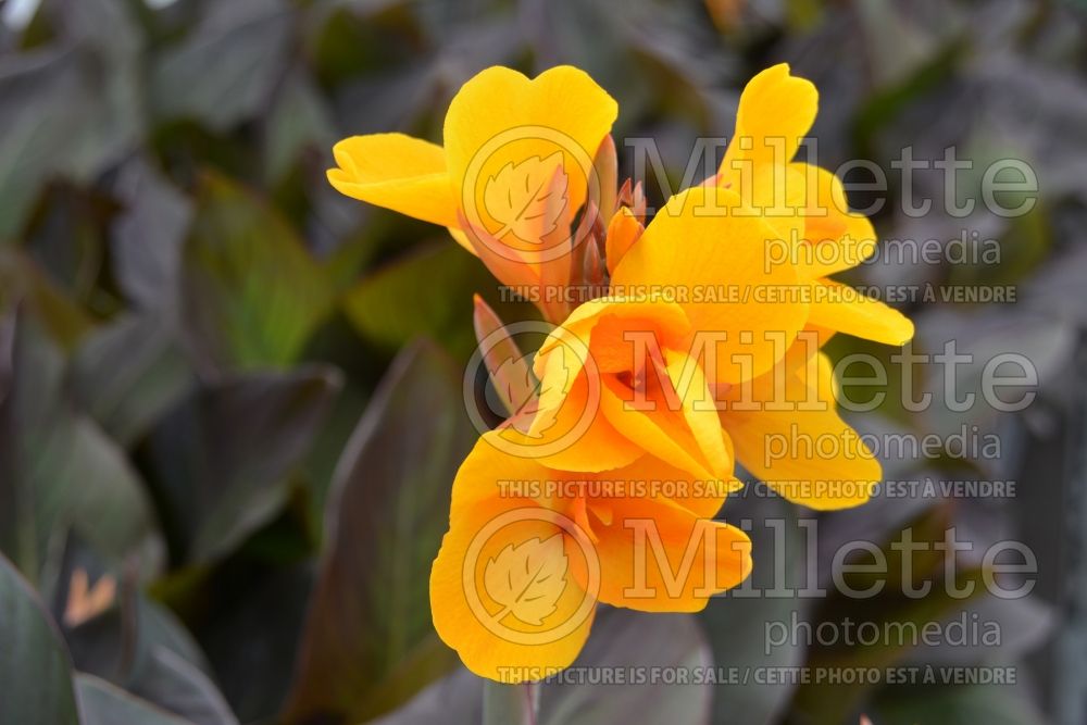 Canna Chocolate Sunrise (Canna Lily) 1 