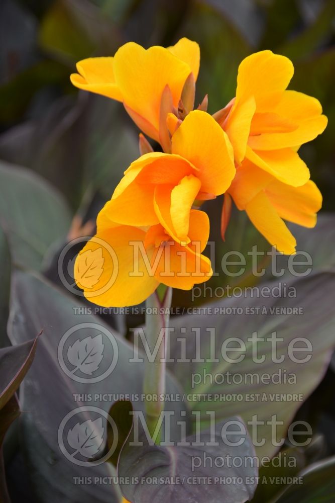 Canna Chocolate Sunrise (Canna Lily) 2 